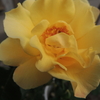 2012/05/08　キンレンポ開花