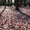 　雑木林の落ち葉掃き＝有機農法の肥料作り