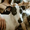 アメリカ　ペットの犬がサルモネラ菌をばらまく犯人でした