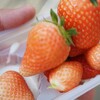 憧れの人にご対面