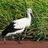 今日はコウノトリ日和。