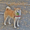 落葉の中でボール遊び！・・・愛犬小春