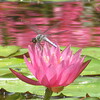 モネの池　びわこ水生植物公園みずの森　睡蓮を観賞