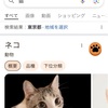 【ご存知？？】googleで【猫】って検索すると・・・