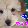きなこちゃんとミケ茶、つみれちゃんがいっぱい39　猫3匹と暮らす夫婦