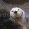 【海のパンダ?】神戸須磨海浜水族園ラッキー君の迫力ある犬座り!!【癒やし】 