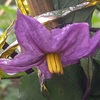 なんと正直な……ナスの花⁉