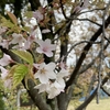 公園の大島桜