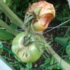 自家製野菜であっさりと・・・。