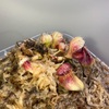 セファロタス成長記録=2026/7月30日 #食虫植物 #セファロタス #icos #著作権無料 #BGM