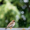 天気雨