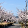 桜日記