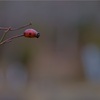 近所の梅園お散歩