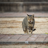 近隣繁華街のねこさん