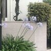 Agapanthus