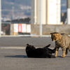 地元漁港のねこさん