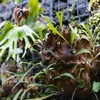コウモリラン（ビカクシダ）の博物学的探求：形態・生態・歴史から見る自然の驚異
