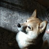 まぶすぎて動きません、だよ