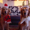 クリスマスの犬