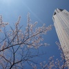 新宿の桜（2015/4/2）