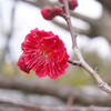 早めの春を感じる参道-【奈良】薬師寺(2020.1)