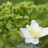 雨に濡れる紫陽花