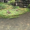 大雨の翌日に都会の川は