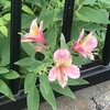 Alstroemeria