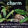 第三回！charmおまかせブセファランドラ2株セット買ってみた！