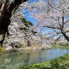 弘前公園の桜祭り