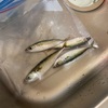 【釣り日記 2021.10】初秋の泉佐野食品コンビナート　ジグサビキ釣りでサバ！