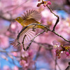 【春近し】今年も河津桜が咲いて，ウメジローは春の妖精サクラジローに進化した！