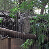 上野動物園と国立西洋美術館をはしごしてきた