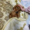 【つぶやき】ブログ更新😓と犬の話🦮