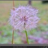 秋の写真を撮る（8）望遠マクロとマクロ（2）