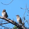公園デビューしたカワセミは？