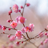 梅は咲いたか　桜はまだかいな