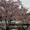 2月20日（火）五條天神社のカワヅザクラ、神の麻婆豆腐、浅草・御厩河岸、むかしの男