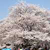 国営昭和記念公園を桜見ハイキング