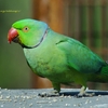 Rose-ringed Parakeet ホンセイインコ（インドの鳥その10）