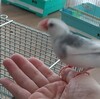 今日の文鳥達