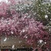 雪の中、桜の樹を伐採　