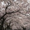 花の若宮大路