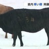 阿蘇で積雪　１３日以降寒さ和らぐ