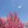  琵琶湖岸 １万２千本 菜の花 ２０２２年 見頃に？