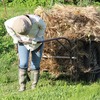 麦の連作障害とバインダーの裏ワザ？