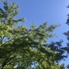 自分が知ってる夏休みと今に、ギャップを感じる初めての夏