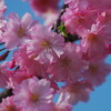 一応2018年これが最後の桜写真アップロード
