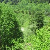 肴の山菜料理　【今年最後の山菜採り】