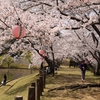 愛媛の桜祭りとお菓子まき。